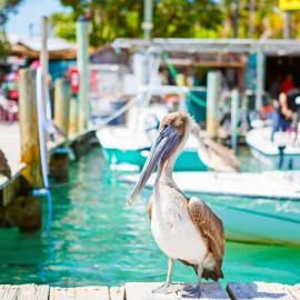 Key West profile image